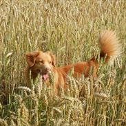 Nova scotia duck tolling retriever Shaggy Tollers Kenhu Danzing Zico R.I.P