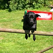 Labrador retriever Nala