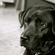 Labrador retriever Nala