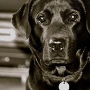 Labrador retriever Nala