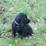 Cocker spaniel Trunte-THE BEDST