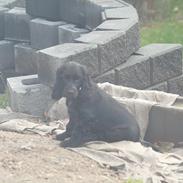 Cocker spaniel Trunte-THE BEDST