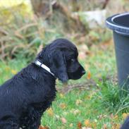 Cocker spaniel Trunte-THE BEDST