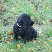 Cocker spaniel Trunte-THE BEDST