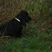 Cocker spaniel Trunte-THE BEDST