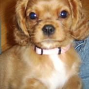 Cavalier king charles spaniel Bella