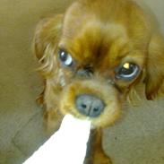 Cavalier king charles spaniel Bella