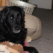 Blanding af racer Bailey