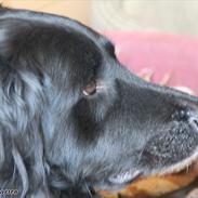 Blanding af racer Bailey