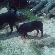 Rottweiler Thor