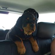 Rottweiler Thor