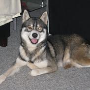 Siberian husky Haicko