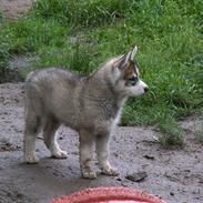 Siberian husky Haicko