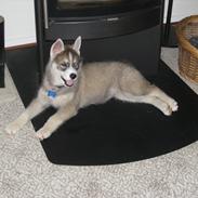 Siberian husky Haicko