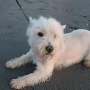 West highland white terrier Figo