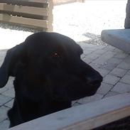 Labrador retriever Darfys Dina (Milly)
