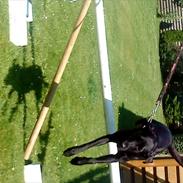 Labrador retriever Darfys Dina (Milly)