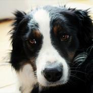 Border collie Mowgli