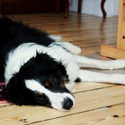 Border collie Mowgli