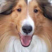 Shetland sheepdog Shellove Hulla Balou
