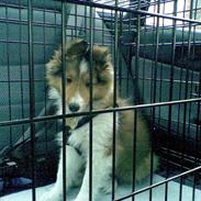 Shetland sheepdog Shellove Hulla Balou