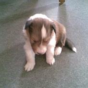 Shetland sheepdog Shellove Hulla Balou