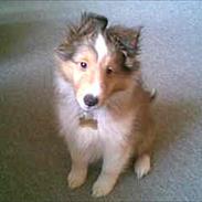 Shetland sheepdog Shellove Hulla Balou