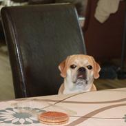 Blanding af racer "Puggle" Sille