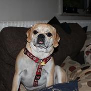 Blanding af racer "Puggle" Sille