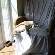 Blanding af racer "Puggle" Sille