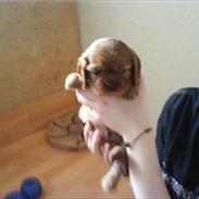 Cavalier king charles spaniel Charlie