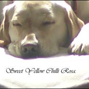Labrador retriever Sweet yellow chilli rosa.