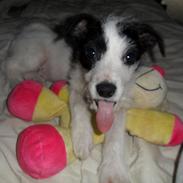 Blanding af racer LILLE PER :)