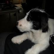 Blanding af racer LILLE PER :)