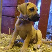Grand danois Naomi (Nummi, Tosse)