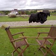 Labrador retriever Bossi