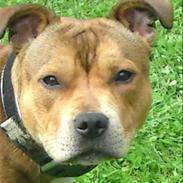 Staffordshire bull terrier Chako