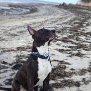 Bullterrier gizmo