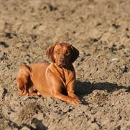 Rhodesian ridgeback Kianga