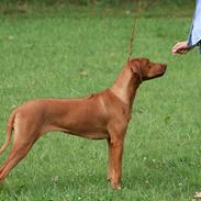 Rhodesian ridgeback Kianga