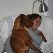 Rhodesian ridgeback Kianga