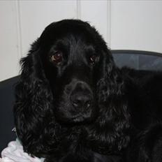 Cocker spaniel Pepper