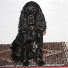 Cocker spaniel Pepper