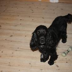 Cocker spaniel Pepper