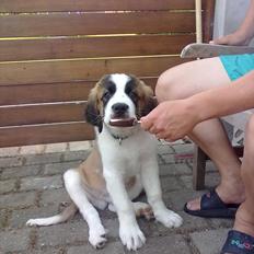 Sankt bernhardshund Beethoven