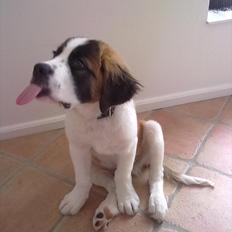 Sankt bernhardshund Beethoven