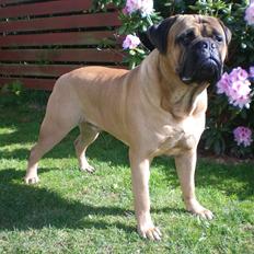 Bullmastiff Ace of Beton`s Agori (Cujo)
