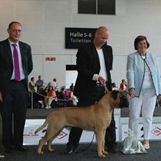 Bullmastiff Ace of Beton`s Agori (Cujo)