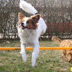 Blanding af racer Karla