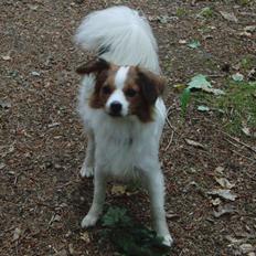 Blanding af racer Karla